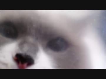 激白　猫はお蕎麦なんて作れませんよ！　時定さん（4歳）仮名