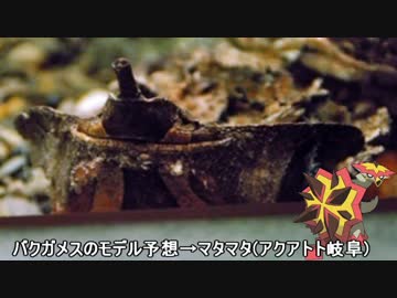 【ポケモンSM】水族館パ・デ・アローラ【シングルレートS1】