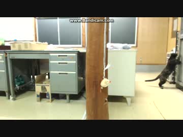 留守番中の不可思議な行動？　~(=^･ω･^)ﾉ