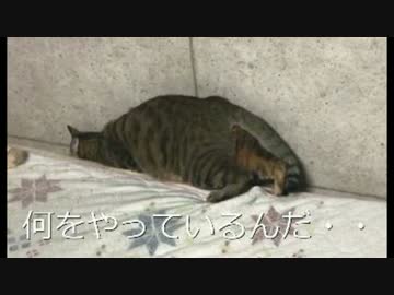 ベッドの隙間に埋まっていく猫+ちょっと大事なお知らせ