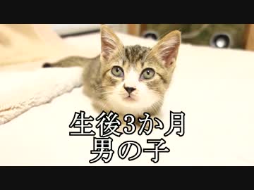 アウトドアをやろう！「猫のトビの成長記録 2015~2016」