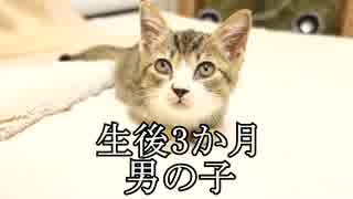 アウトドアをやろう！「猫のトビの成長記録 2015~2016」