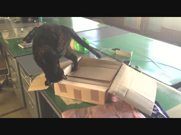 おやつの入った箱を開けようとして驚きの結末に～(=^･ω･^)ﾉ