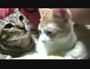 猫たちと新年の挨拶。今年もよろしくお願いいたします
