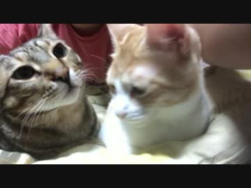 猫たちと新年の挨拶。今年もよろしくお願いいたします