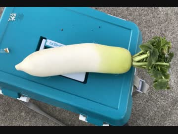 釣り動画ロマンを求めて　18釣目（城ヶ島）