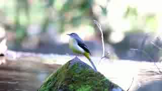 野鳥観察2017年1月1日