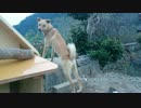 メイリオとご飯と冬支度