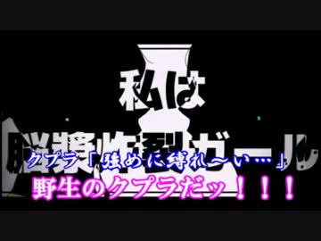 【強めに縛れ～い】【野生のクプラだ!!】