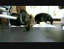 こんしゅうのおやつ【蒼民家の猫々】
