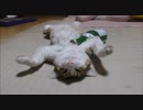 新年早々酔っぱらっちゃった猫。