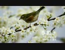【やはり俺の青春ラブコメはまちがっている。続】春擬き 演奏してみた！