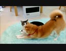 ヒーター最前列をかわいく奪い合う柴犬と猫