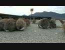 うさぎが餌を食べている