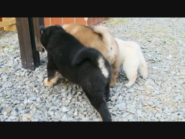もふもふもふもふもふもふ柴犬子犬