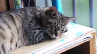 猫の小鉄「もう寝るっきゃない」