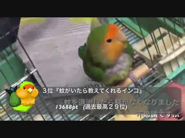 コザクラインコのジャック動画年間ベスト８【2017】