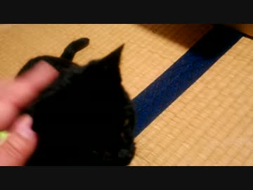 底辺でぶが新年そうそう黒猫を拉致ってきた！！