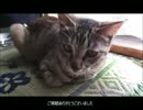 ななこの成長日記その13♪