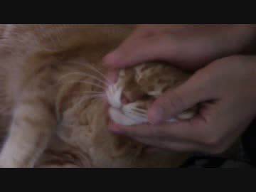 拾いねこ＠生後1641/1608日目　三が日もあっという間。