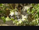 小猫の意外な行動