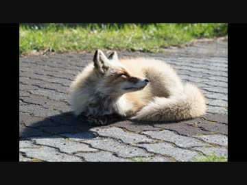 MT-07と、デレ期な彼女 【北海道編 5-6日目】