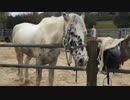 馬 パクパク！？