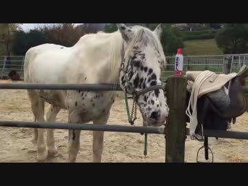 馬 パクパク！？