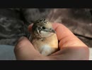 握られるヒメウズラ