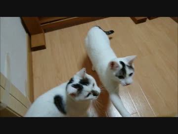 お魚くわえた野良猫のように猫じゃらしをくわえて遊ぶ猫