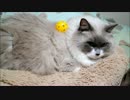 鏡おもちたぬこ