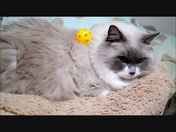 鏡おもちたぬこ