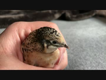 また握られるヒメウズラ