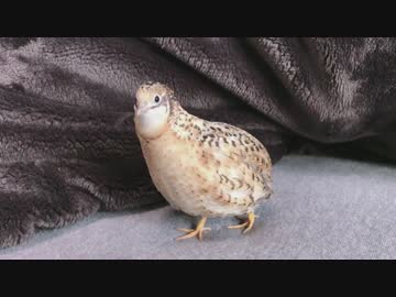 鳴きそうで鳴かないヒメウズラ