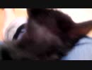 豚のくろねこ2017-1-5本日の様子。