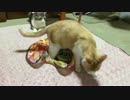 【猫コント】弟猫「え・・・どこ持ってくの・・・？」