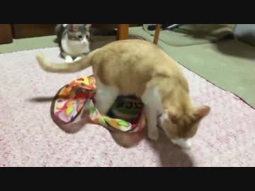 【猫コント】弟猫「え・・・どこ持ってくの・・・？」