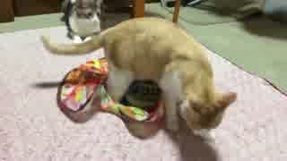 【猫コント】弟猫「え・・・どこ持ってくの・・・？」