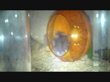 ハムスター動画(回し車で遊んでる編)