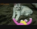 見つめる仔猫