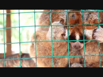 フェンスに頭をくっつけて寝るスローロリス