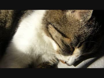 膝の上で野良猫と遊びまくったら膝の上で爆睡してしまった