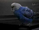 ＴＶの前でしゃべり続けるセキセイインコさん