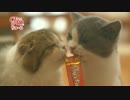 ♪チャオちゅ～る　ＣＭ（かわいすぎるねこ）