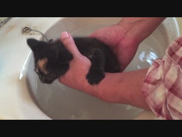 熊みたいな手のおっさんが子猫を洗ってみた