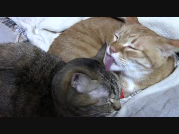 拾いねこ＠生後1644/1611日目　過去アコ今アコ