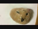ぼく　なみ太郎　ウサギじゃないよ