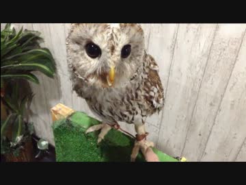 ウラルアウルをモフる。