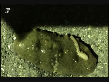 釣り動画ロマンを求めて　20釣目（ふれーゆ裏：夜釣り）