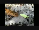 【水中映像】魚心見所「もう離さない、2連続」